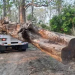 Manfaat Pohon Jati