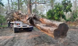 Manfaat Pohon Jati