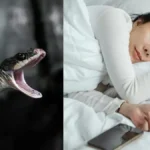 Tanda Mimpi Ular