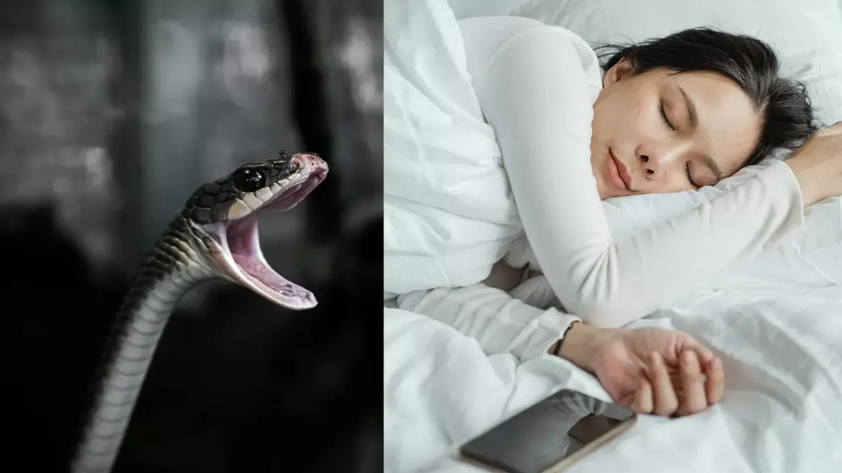 Tanda Mimpi Ular