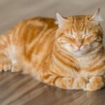 Nama Kucing Lucu