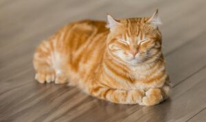 Nama Kucing Lucu