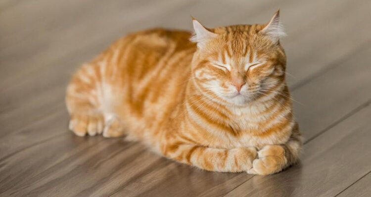 Nama Kucing Lucu