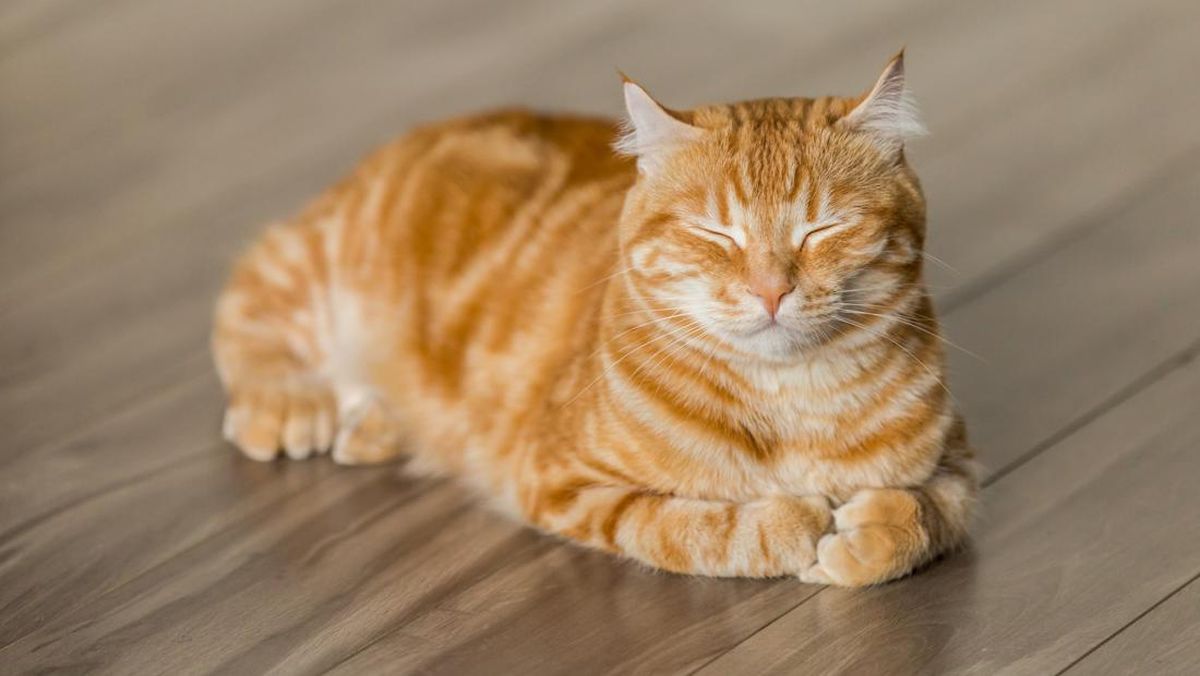 Nama Kucing Lucu Nama Kucing Lucu