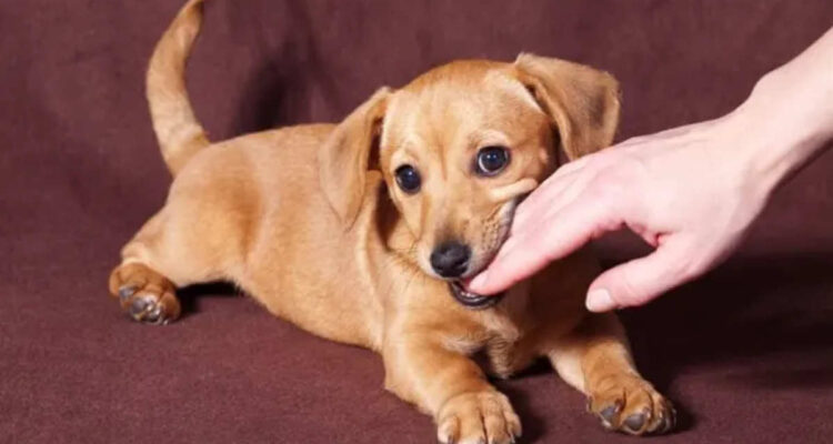 Mimpi Digigit Anjing