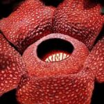 Rafflesia Arnoldii