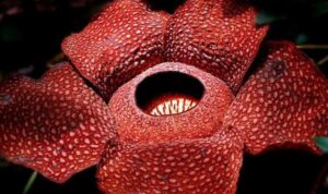 Rafflesia Arnoldii