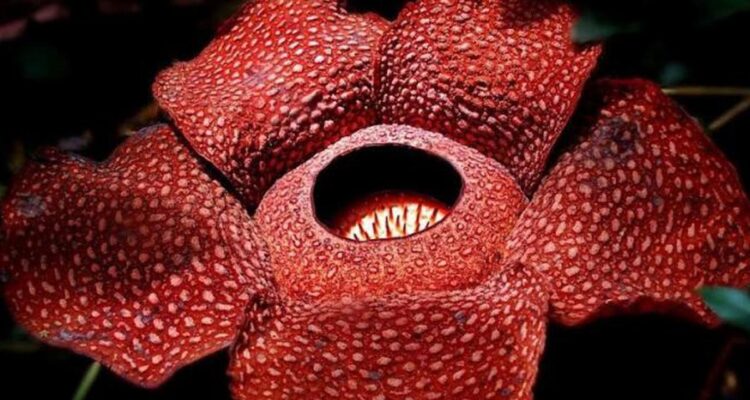 Rafflesia Arnoldii