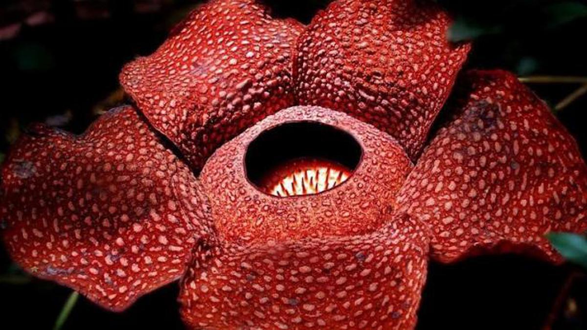 Rafflesia Arnoldii