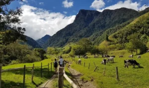 Valle de Cocora