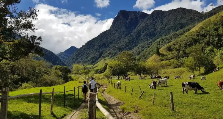 Valle de Cocora